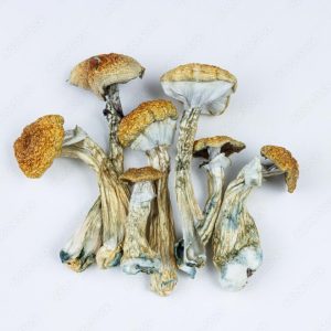 DRIED PSILOCYBE CUBENSIS MUSHROOM CANADA
