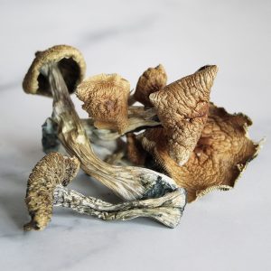 Dried aztec god mushroom canada