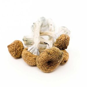 buy golden teacher mushroom in canada