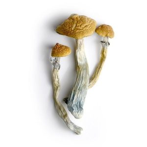 buy hillbilly mushrooms in canada