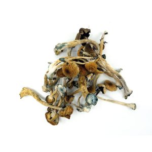 buy jedi mind fuck magic mushrooms canada