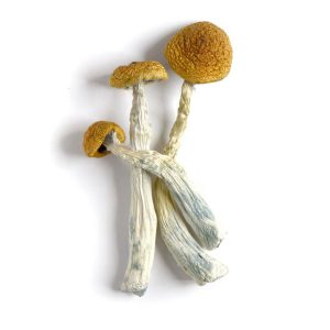 Home BUY AMAZONIAN MAGIC MUSHROOM CANADA