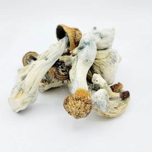 buy penis envy mushroom canada