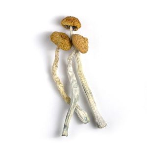 malabar mushrooms for sale canada