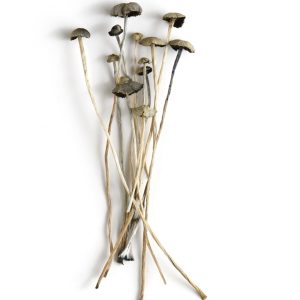 BUY PANAEOLUS CYANESCENS MUSHROOMS CANADA