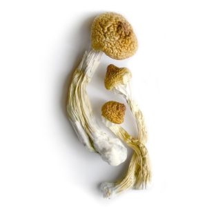 buy thai koh samui mushrooms canada