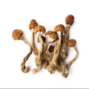 Psilocybe azurescens