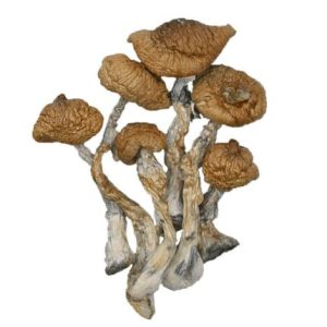 buy wavy caps mushrooms for sale in canada